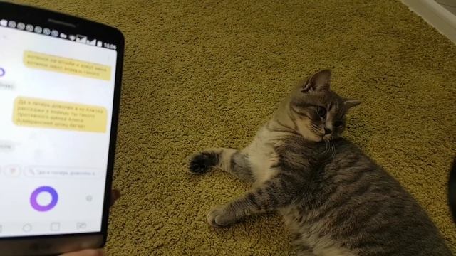 ЯНДЕКС АЛИСА ПРОТИВ КОТА МАКСА. АЛИСА РУГАЕТСЯ С котенком Соревнования КТО ЛУЧШИЙ смотреть онлайн