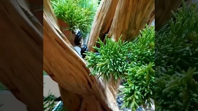 Tanuki.. Juniperus chinensis plumosa смотреть онлайн