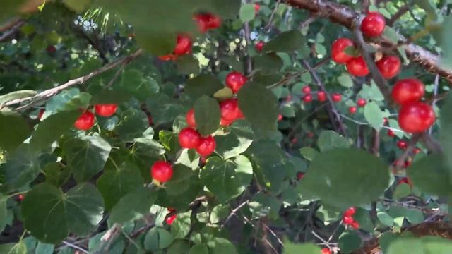 Вишня войлочная.Ягоды сладкие и не хуже обычной вишни смотреть онлайн