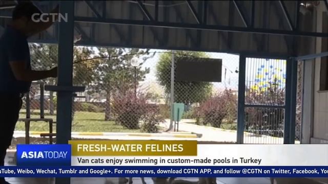 Van cats enjoy swimming in custom-made pools in Turkey смотреть онлайн
