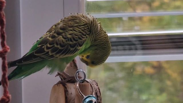 The mysterious habit of the budgie / Загадочная привычка волнистого попугайчика смотреть онлайн