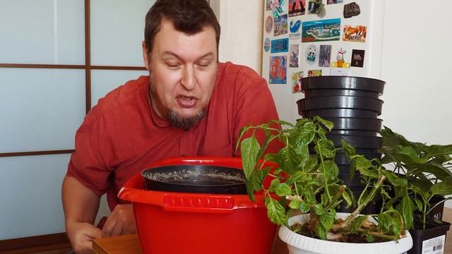 Рассада перца чили прёт вовсю! смотреть онлайн