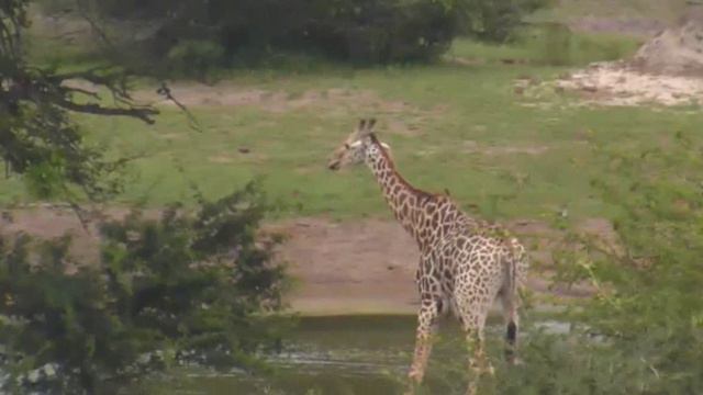 Жираф пьет водичку-Giraffe drinking vodichku смотреть онлайн