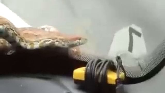 ЗМЕЯ смотреть онлайн