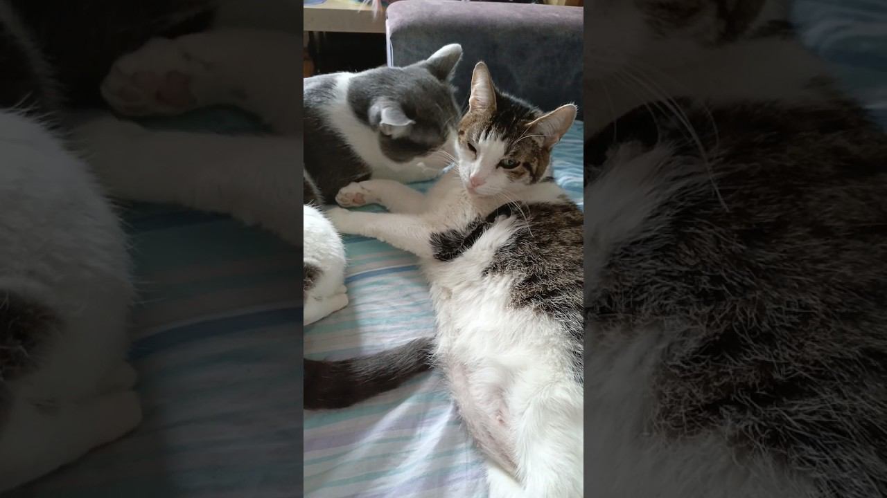 Я Вас люблю, но... #мурзик #питомец #приколы #котики #лайк #кот #котик #любовь #юмор #добро #мурка смотреть онлайн