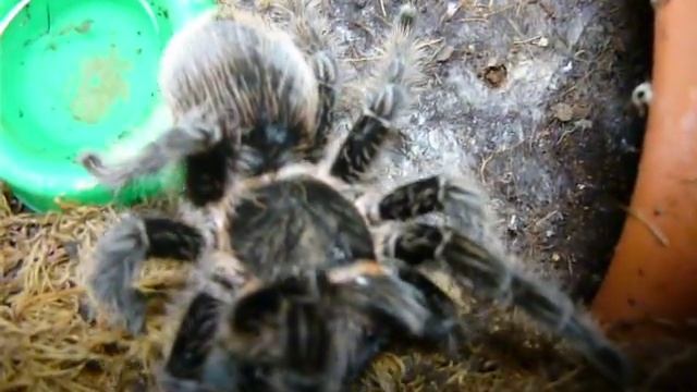 Brachypelma albopilosum & Gromphadorrhina portentosa смотреть онлайн
