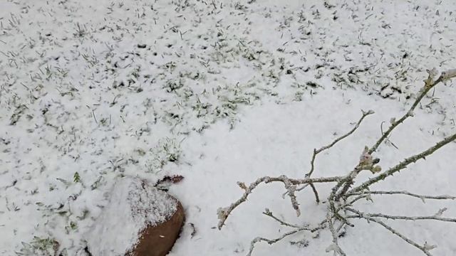 Приехала сажать розы, а там снег смотреть онлайн