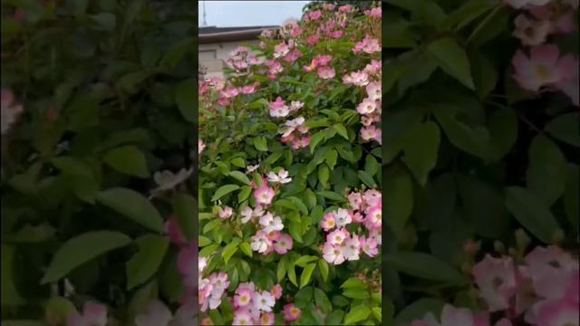 Rosa "Lavender" Dream смотреть онлайн