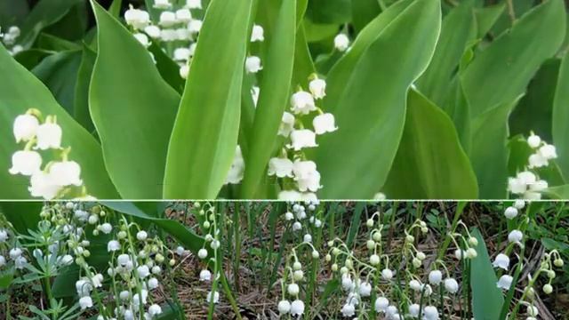 Беловежская пуща.mp4