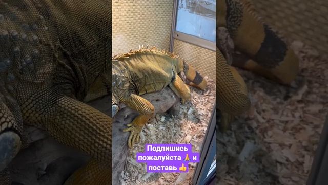 #животные огромная ящерица ❗️ #питомцы #каникулы смотреть онлайн