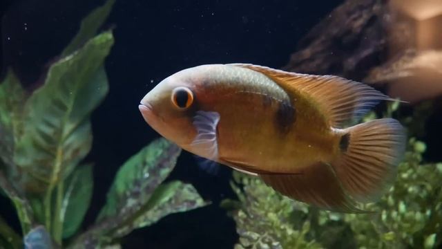 Top 10 Tank Mates for Green Terror Cichlids смотреть онлайн