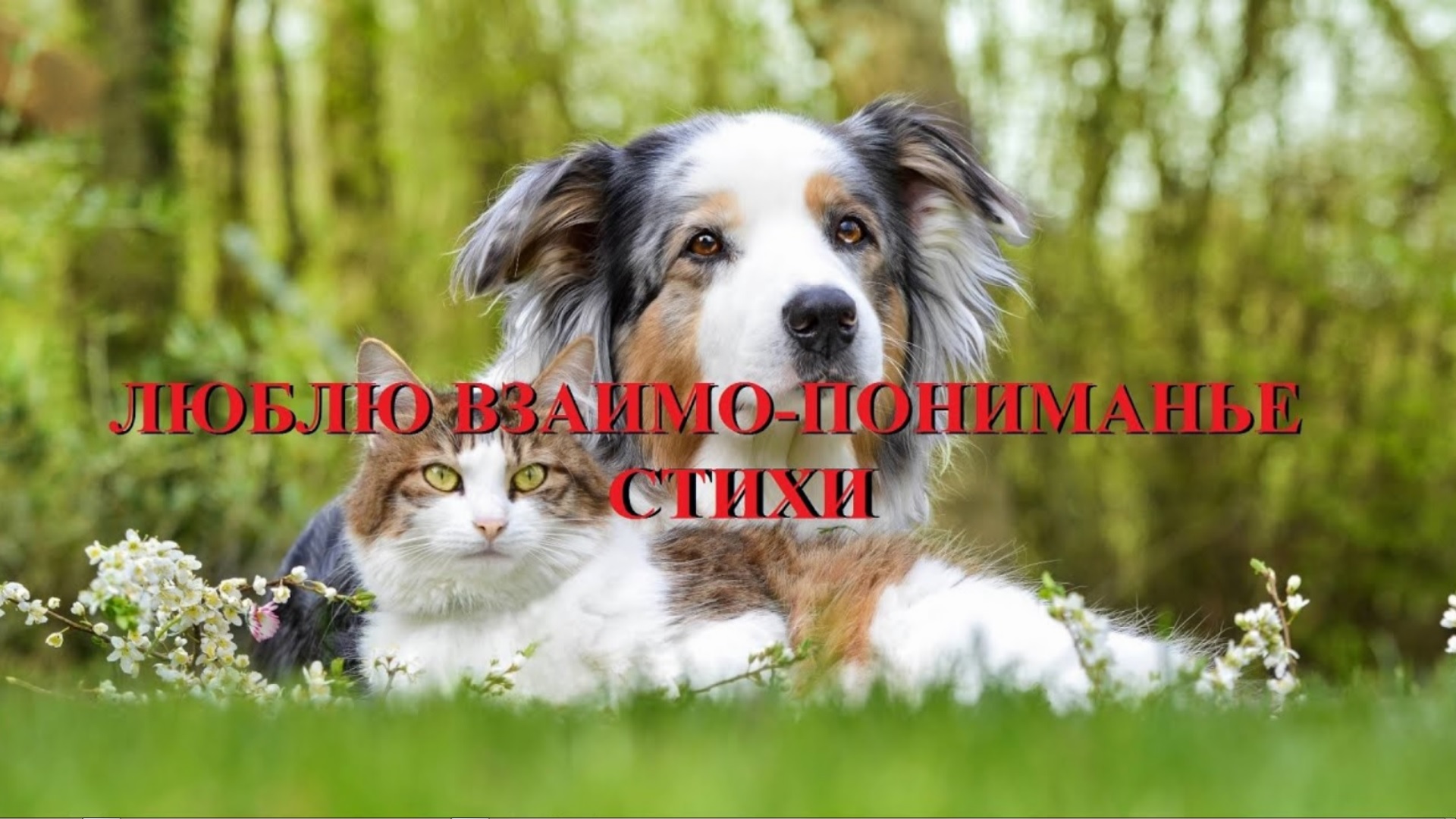 ЛЮБЛЮ ВЗАИМО-ПОНИМАНЬЕ. СТИХИ КРАЕВСКОЙ смотреть онлайн