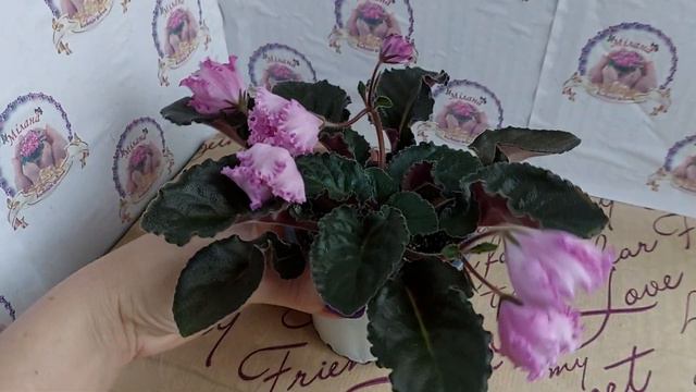 Фіалка НК-Императорский Сад, перше цвітіння стартера смотреть онлайн