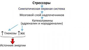 Учение Селье о стрессе