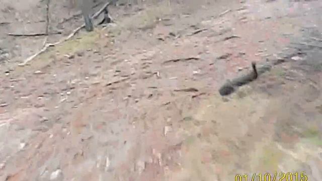 1. На питбайке по лесу смотреть онлайн