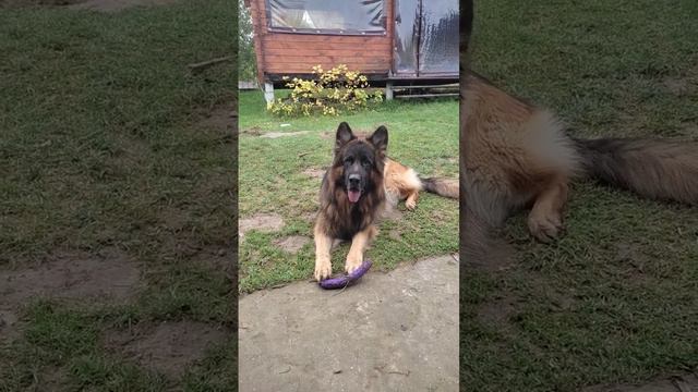 Кого мама любит? 🥰 смотреть онлайн
