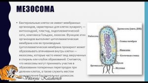 Особенности строения клеток прокариот