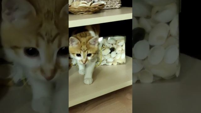 #смешной котенок.Что я там делал? смотреть онлайн