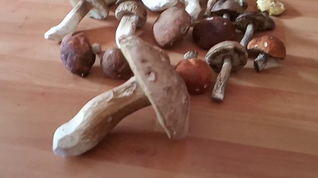 Білі гриби. Грибне полюванні з котом. Грибний улов. White mushrooms. смотреть онлайн