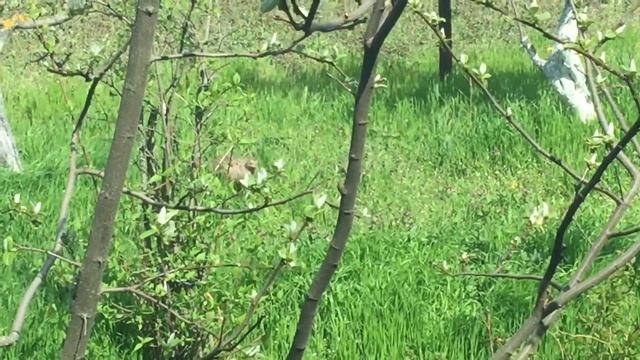 Самка фазана вышла погулять