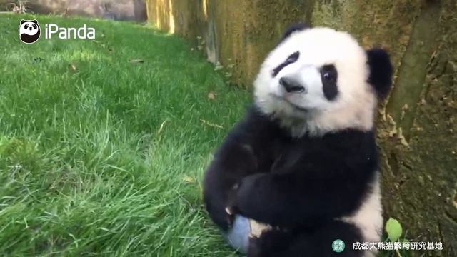 Можете ли вы прочесть по глазам панды|CCTV Русский смотреть онлайн