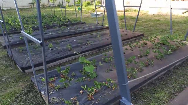 Сегодня 23 июня 2020 г. снял 2 видео про виноград на 2-х участках. Часть 2 смотреть онлайн