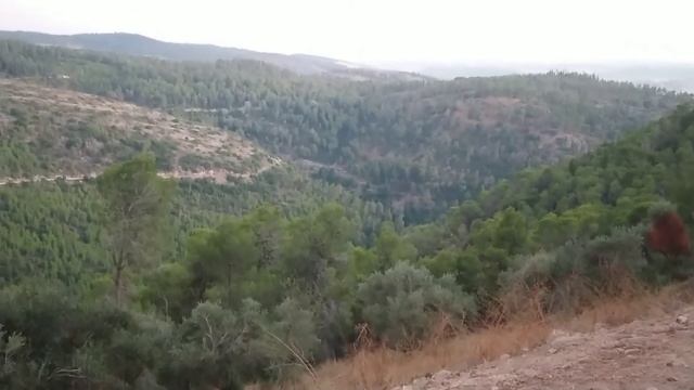 Jackals / Coyotes Calling and Howling in the Mountains (Вой Шакалов В лесу) смотреть онлайн