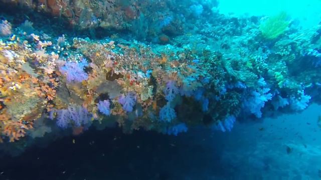 Maldives - North Ari Atoll смотреть онлайн