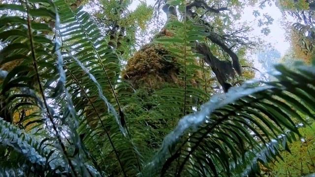 Hoh Rainforest in Olympic National Park | Washington State, USA, Pacific Northwest смотреть онлайн