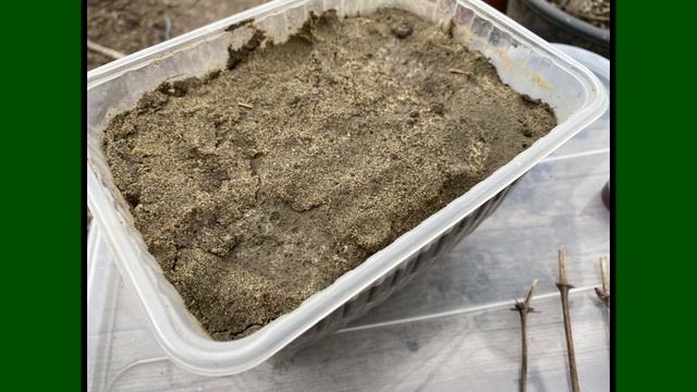 ОБЪЯВЛЕНИЕ ДЛЯ ПОДПИСЧИКОВ. ДАВАЙТЕ НЕ ТЕРЯТЬСЯ!!! Еще один способ черенкования. смотреть онлайн