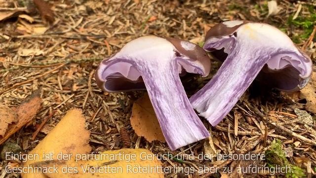 Violetter Rötelritterling, Violetter Röteltrichterling, Lepista nuda смотреть онлайн