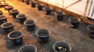 Зимняя теплица под огурцы и не только. Освещение