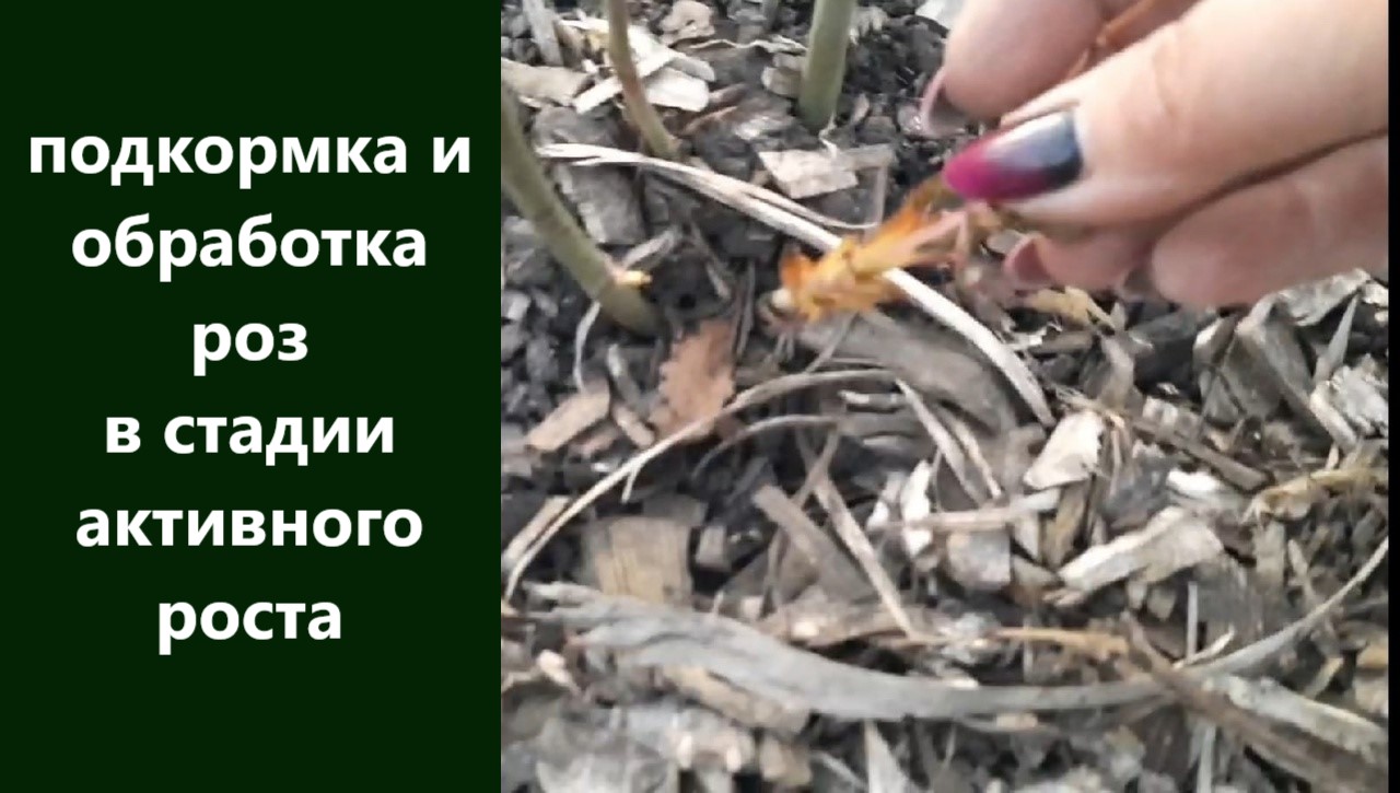 Подкормка и обработка роз в стадии активного роста. Для чего мне конский перегной смотреть онлайн
