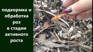 Подкормка и обработка роз в стадии активного роста.  Для чего мне конский перегной