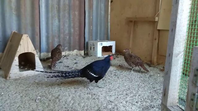 Семья фазанов смотреть онлайн