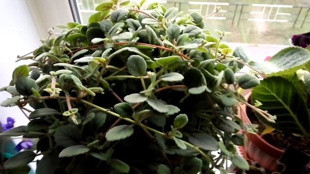 ЭПИСЦИЯ ГВОЗДИКОЦВЕТКОВАЯ Как я ухаживаю за растением смотреть онлайн