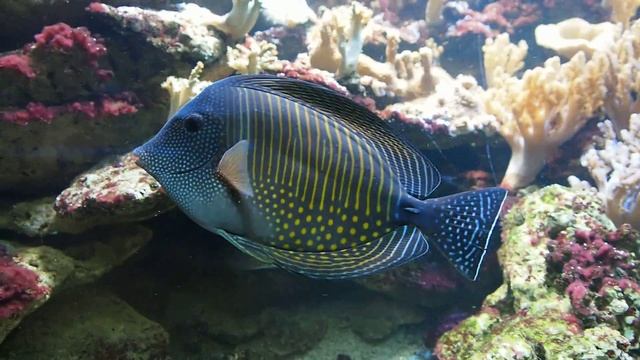 Olympus OM-D E-M5 -- видеосъемка, через стекло смотреть онлайн