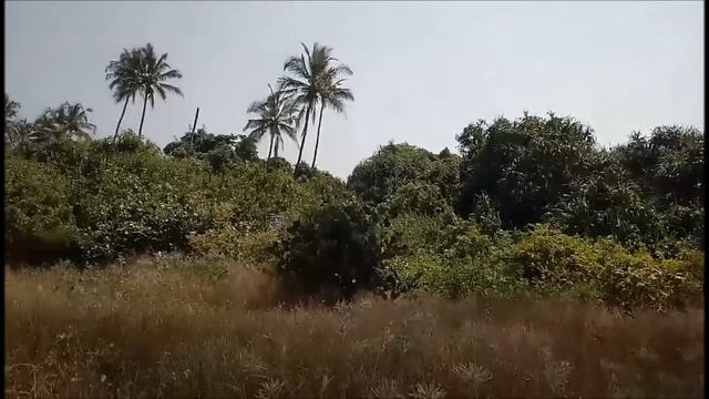 Goa. Пляжи Гоа. Морджим.Шикарные закаты. смотреть онлайн