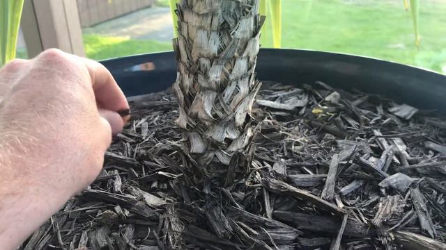 Dracaena Spike (Spike Plant) смотреть онлайн