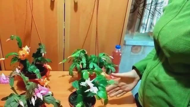 Как в 2 раза продлить цветение у декабриста!
Делюсь секретом!Уход за декабристом во время цветения смотреть онлайн