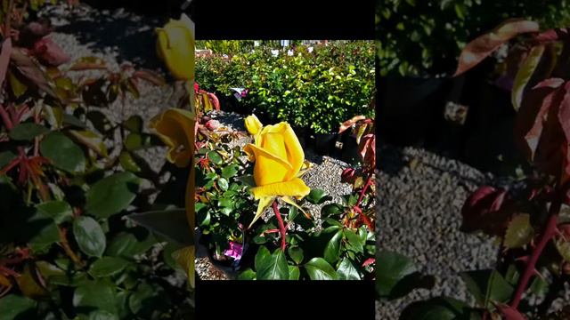 OMG! How amazing are these spring roses after all the rain in California? 🤩🌹 #garden #roses #spring смотреть онлайн
