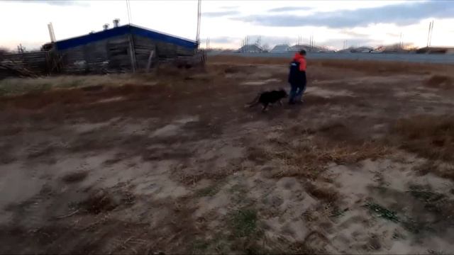 Граф бегает по тросу, быки растут как на дрожжах. смотреть онлайн