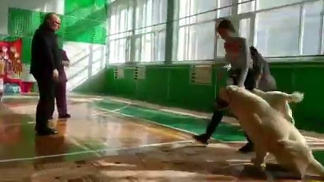 30 марта 2019 Выставка собак в Братске ТИМЕРТАШ ХРИЗАНТЕМА дочь Леди и Нурика смотреть онлайн