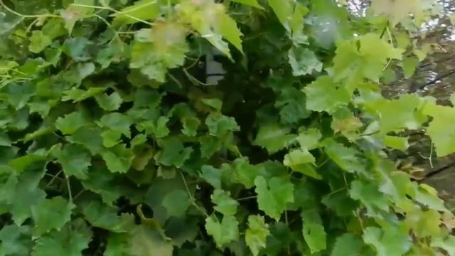 "ГРУЗИНСКАЯ ПЕСНЯ"(Виноградную косточку в землю зарою)#булатокуджава #винограднаякосточка смотреть онлайн