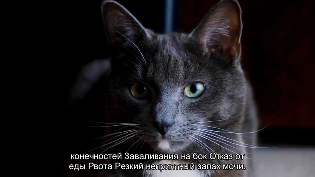Симптомы болезни черепах смотреть онлайн