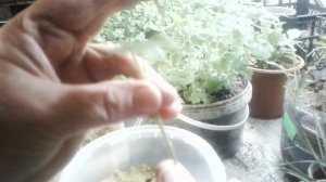 Черенкование хризантем в феврале.