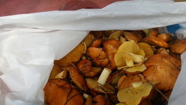 Маслята в подмосковье. смотреть онлайн