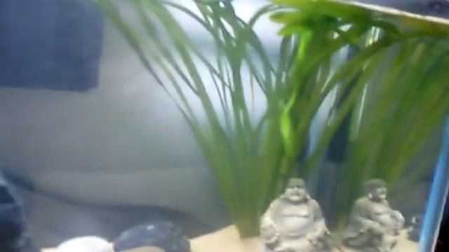 Planted Siamese Fighting Fish Zen gareden tank set up смотреть онлайн