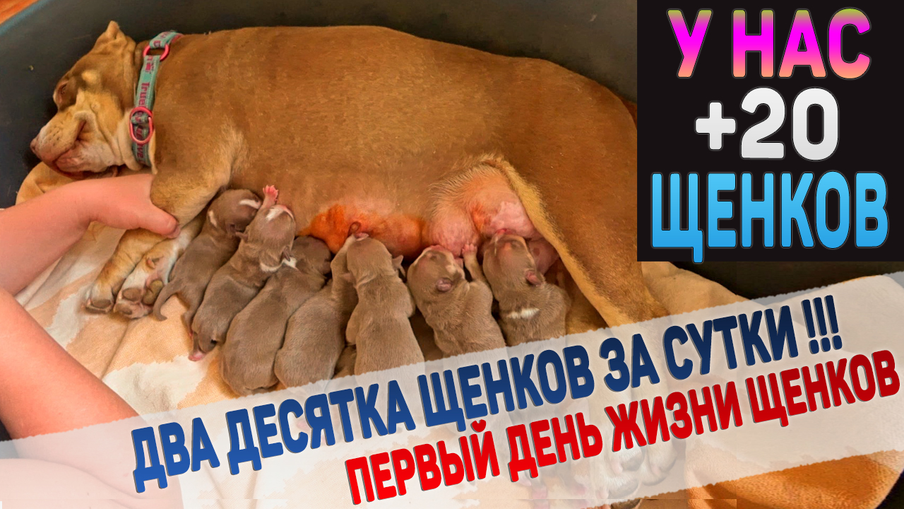 Два дня родов и результат - 20 щенков!!! Роды у собак Американский Булли. смотреть онлайн