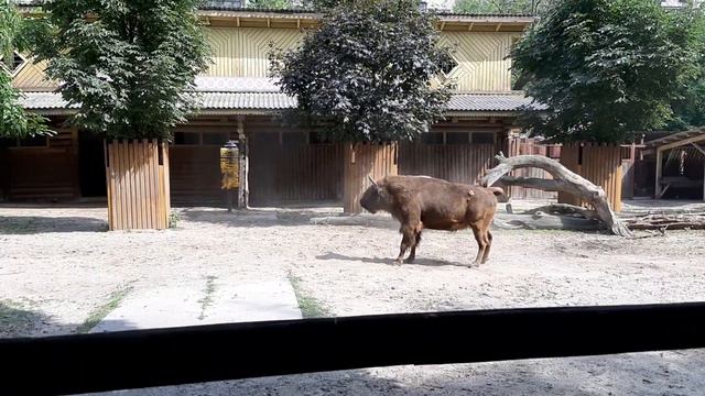 Киевский зоопарк после обновления 2020! смотреть онлайн